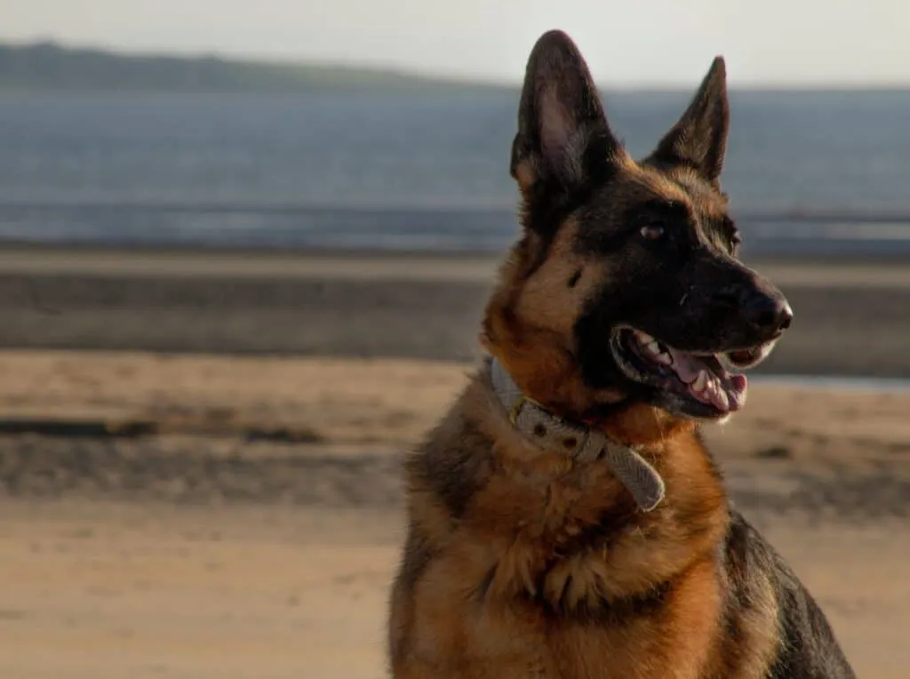 Quel est le meilleur choix entre un collier et un harnais pour un chien malinois ?