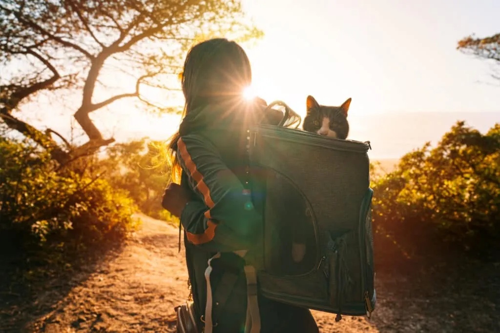 Quelles destinations recommandez-vous pour un voyage initiatique avec des chats ?