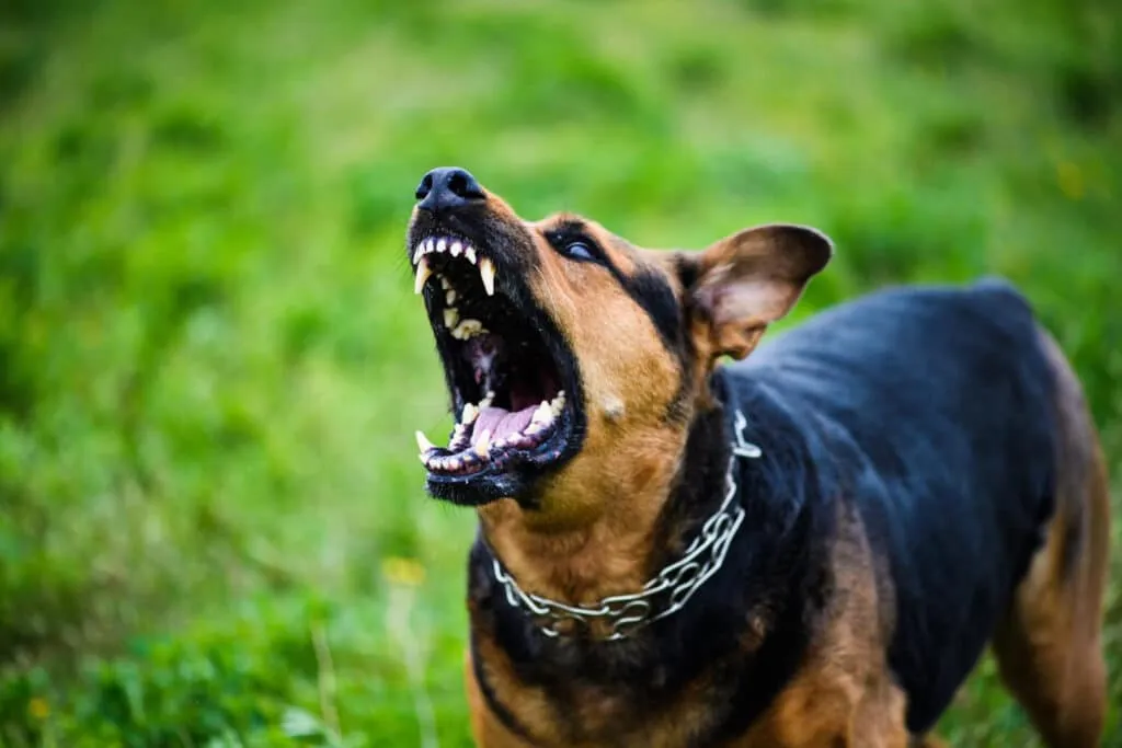 Comment gérer les aboiements excessifs de votre chien : guide pour les propriétaires d’animaux ?