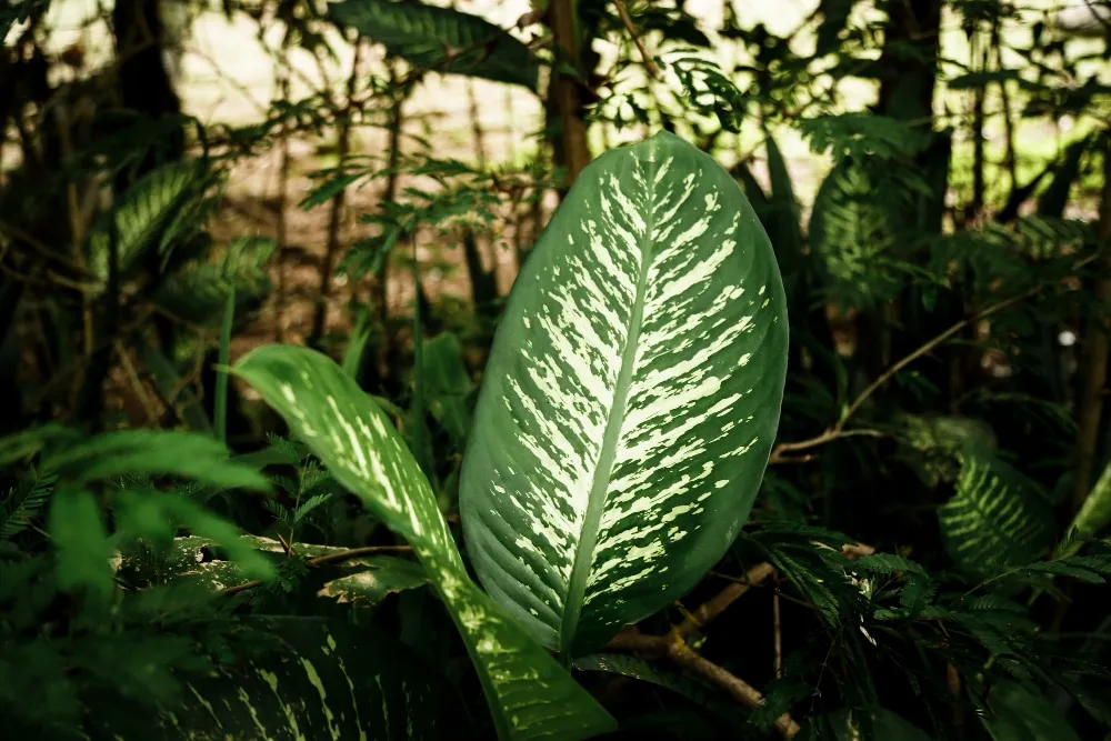 Comment réussir la culture de plantes carnivores en appartement ?