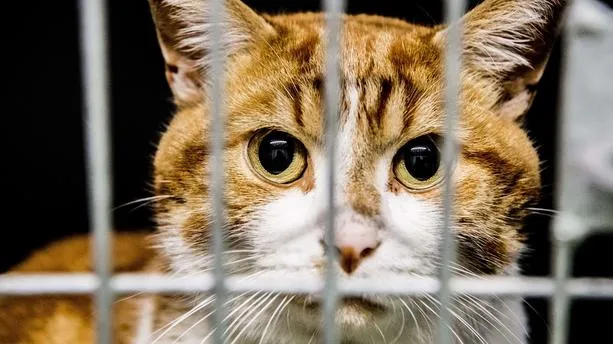 Blog animaux : que connaissez-vous sur les mutuelles animaux ?