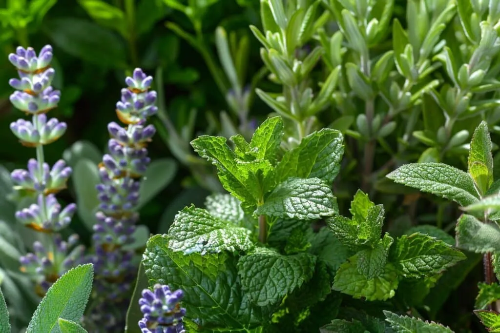 Quelles sont les plantes répulsives pour les cafards de jardin ?
