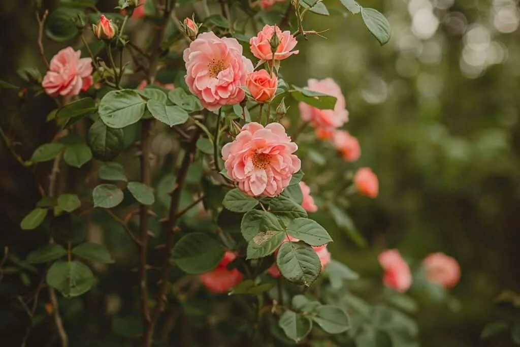Rosé des bois : comprendre ses bienfaits et son habitat