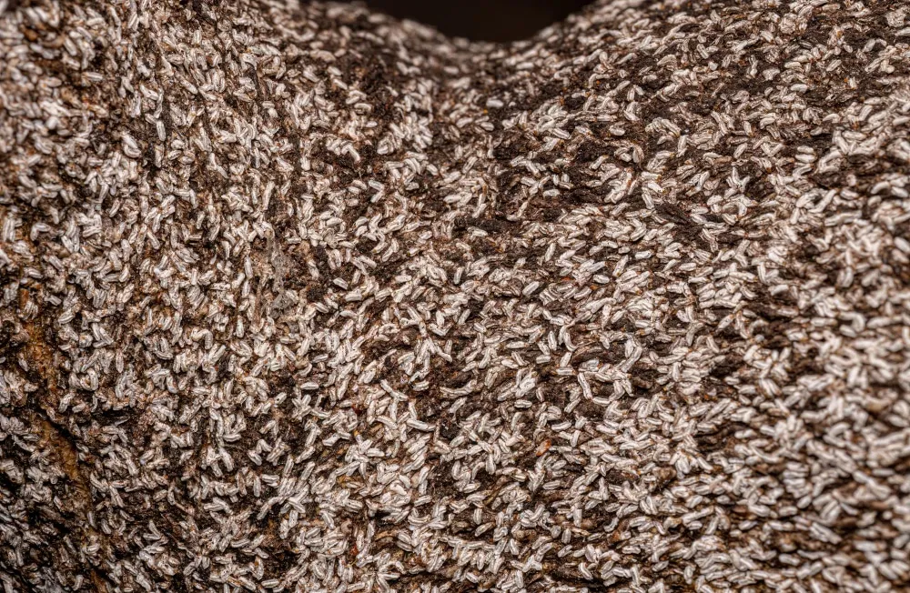 Comment traiter les cochenilles ?