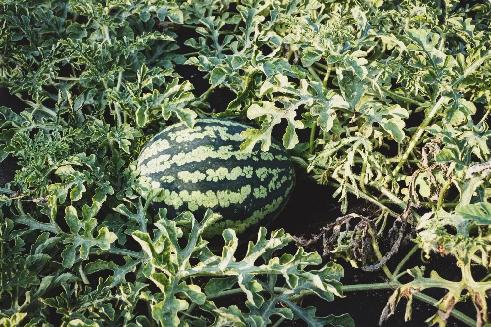 Les graines de pastèque et leur plantation