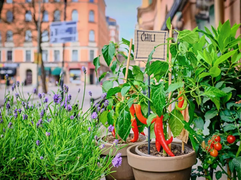 Quelles sont les meilleures plantes à semer en juillet ?